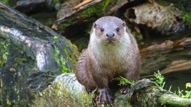 Avrasya Su Samuru Ormandaki Yosunlu Kütüğe Tüymüş