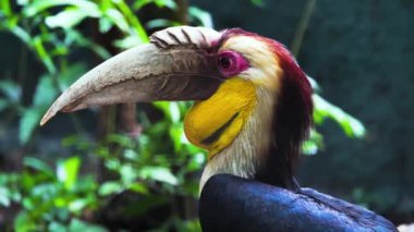 Bir R-ppell 's Hornbill' in yakın plan çekimi, canlı tüylerini ve büyük kaskını sergiliyor..