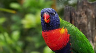 Bulanık Yeşil Arkaplan Karşısında Gökkuşağı Lorikeet Portresi