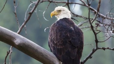 Görkemli Kel Kartal Çıplak bir dala tünemiş, Etrafını Gözlemliyor