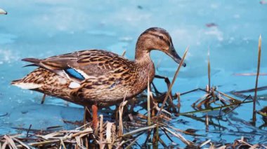 Kısmen Donmuş Su 'dan Dişi Mallard Duck
