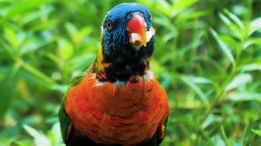 Gökkuşağı Lorikeet 'inin Yakından Yeşillik Yeşil Yeşillik
