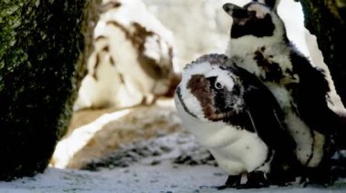 Afrika Penguenleri Kayalık Yarıkta Birleşti