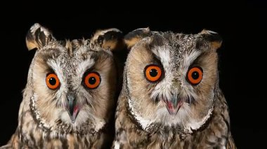 Parlak Turuncu Gözlü İki Uzun Kulaklı Baykuş, Yakın Çekim Portresi