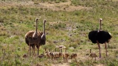 Afrika Savanasındaki Devekuşu Ailesi: İki Yetişkin ve Sayısız Piliç