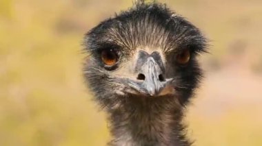 Bir Emu 'nun Başı ve Boynunun yakın plan profili, Tüyleri ve Gözü Ayrıntıları Gösteriliyor