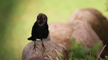 Büyük kuyruklu Grackle Bahçedeki Kayalara Tüymüş