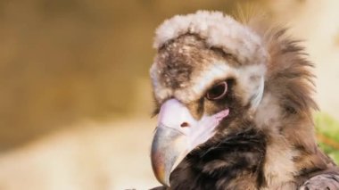 Cinereous Vulture 'un yakın plan profili, tüylerini ve gagalarını gösteriyor..