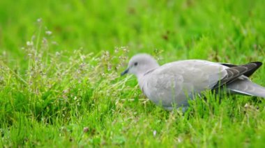 Avrasyalı yakalı bir güvercin canlı yeşil çimlerde yiyecek arıyor..