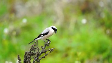 Kuzey Shrike Kurutulmuş bir bitkiye tünedi, Avını Tutuyordu