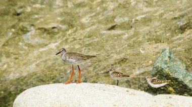 Yaygın Redshank ve İki Sanderling Bir Kayanın Üzerinde Dinleniyor