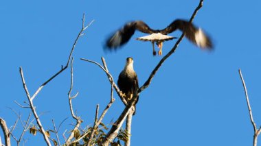 İbikli Caracara, kıraç bir dala tünemiş, parlak mavi gökyüzüne karşı..