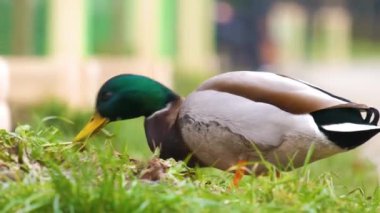 Grassy Park 'ta Erkek Mallard Ördeği Arıyor
