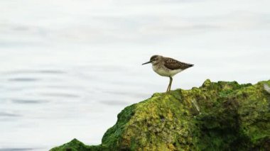 Sakin suya tepeden bakan yosun kaplı bir kayanın üzerine tünemiş ıssız bir çulluk..