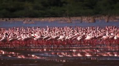 Yüzeye yansıyan, sığ sularda yüzen büyük pembe flamingo sürüsü..