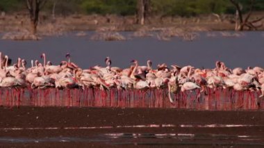 Büyük bir flamingo sürüsü sığ bir gölün kenarında toplanır..