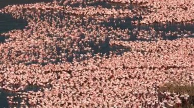 Sığ Göl 'de Büyük Bir Küçük Flamingo Sürüsü