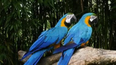 Bambuların arasında bir dala tünemiş iki canlı mavi ve altın papağan..