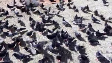 Bir güvercin sürüsü güneş ışığıyla aydınlanmış bir kaldırım taşı yüzeyinde toplandı..