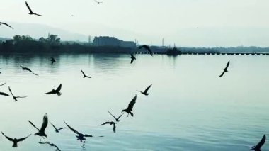 Siluetli Kuş Sürüsü Sakin Su Üzerindeki Şehir Ufkunda