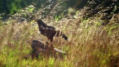 Karanlık-şekil şahin, güneşli tarladaki uzun otların arasında bir kayanın üzerine tünedi..