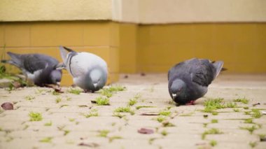 Üç güvercin asfalt bir zeminde yemek arıyor ve otlar filizleniyor..