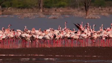 Büyük bir flamingo sürüsü kıyı şeridine yakın sığ sularda duruyor..