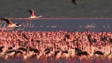 Büyük bir pembe flamingo sürüsü sığ bir gölde toplanıyor, bazıları uçuyor..