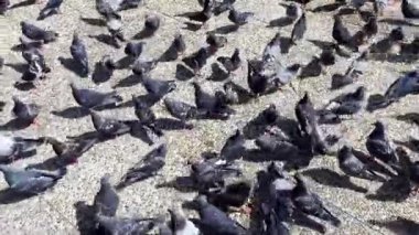 Büyük bir güvercin sürüsü güneşli asfalt bir yüzey üzerinde toplanır..