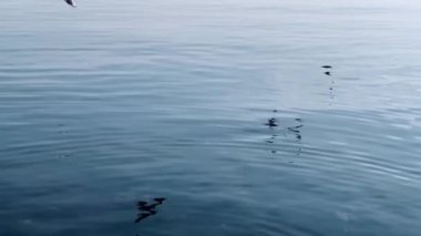 Sakin, mavi bir su kütlesi üzerinde uçmakta olan birkaç martı.