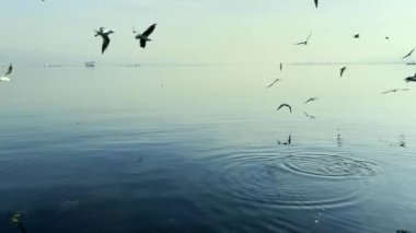 Sakin Deniz Üzerinde Uçan Martılar Uzaktaki Gemilerin Yakınındaki Su