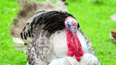 Vurucu Siyah, Beyaz ve Kırmızı Plumage ile Yakın Çekim Türkiye