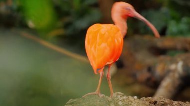 Kayaya tünemiş Kızıl Ibis, Canlı Turuncu Plumage