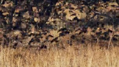 Büyük bir karatavuk sürüsü ağaçların yakınındaki kuru, çimenli bir tarladan uçuyor..