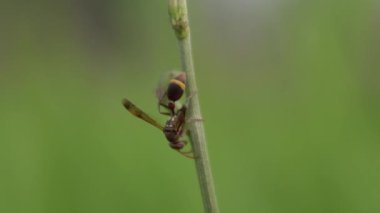 İnce bir bitkinin gövdesine tünemiş bir eşek arısı bulanık yeşil bir arka plana karşı..