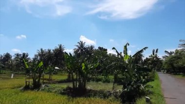 Yeşillik ve Mavi Gökyüzü ile Tropikal Yol Kenarı Sahnesi