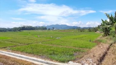 Pirinç Tarlalı Kırsal Yol Sahnesi, Muz Ağaçları ve Uzak Dağlar