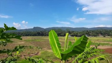 Bereketli Yeşil Muz ve Papaya Bitkileri Huzurlu Pirinç Tarlası Çerçevesi