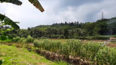 Muz ağaçları ve Cassava Çiftliği ile bereketli tropikal manzaralar