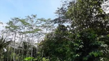 Kısmen Bulutlu Gökyüzü Altında Yeşiller