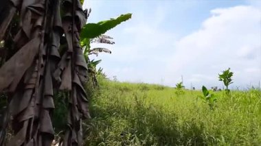 Muz kabukları ve bitki örtüsü orman zemininde