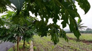 Papaya Yaprakları 'nın Yakın Çekimi Damarları ve Küçük Hasarı Gösteriyor