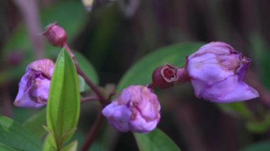 Karınca Kapaklı Solan Mor Çiçekler