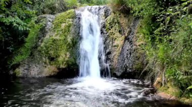 Serene Waterfall, yemyeşil bir yosunlu kaya havuzuna dökülüyor.