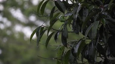 Yağmura Batmış Yapraklar Bir Dalda, Yumuşak Odaklı Arkaplanda