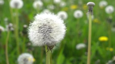 Karahindiba tarlasında tek bir karahindiba tohumu başı.