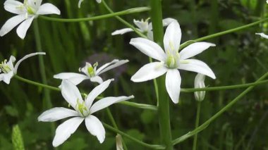 Birkaç narin beyaz Ornithogalum çiçeğinin yakın plan çekimi..