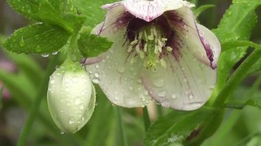 Dew-Kissed Hellebore Bloom ve Bud, Yakından Bakış