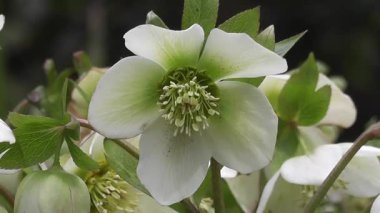 Tomurcuklarla çevrili, yeşil aksanlı, narin beyaz bir kır çiçeğine yakın plan..
