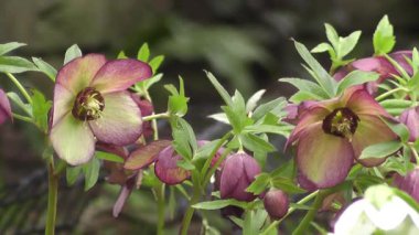 Mor ve Yeşil 'in Çeşitli Tonları ile Hellebore Çiçeklerinin Yakın Çekimi